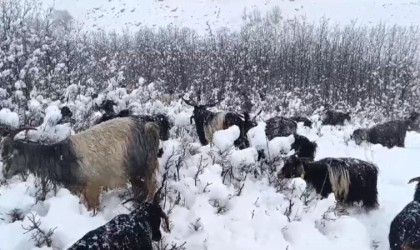 Muşta kar yağışına hazırlıksız yakalanan besiciler zor anlar yaşadı