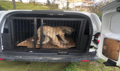 Rize’de ayağı şişen köpek, tedavi için İstanbul’a gönderildi