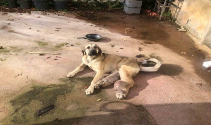 Rizede hasta köpek tedavi için İstanbula gönderildi