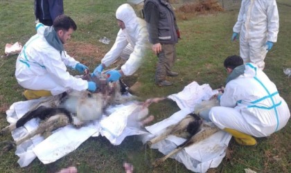 Sinopta küçükbaş hayvan ölümlerinin nedeni belli oldu