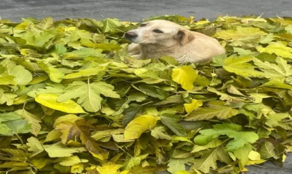 Temizlik yaparken topladığı yaprakların üzerinde uyuyan köpeği, 3 saat bekledi