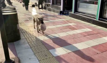 Verilen yemekleri yemeden yavrularına götüren anne köpeğin şefkati duygulandırdı