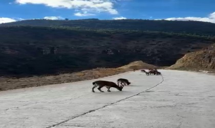 Yaban keçileri Gümüşhaneyi mesken tuttu