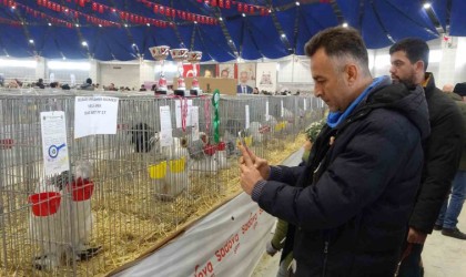 7. Ulusal Kümes Hayvanları Gösterisinde bin 500ün üzerinde süs tavuğu ve kanatlı hayvan görücüye çıktı