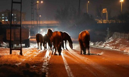 Boluda aç kalan yılkı atları şehir merkezine indi