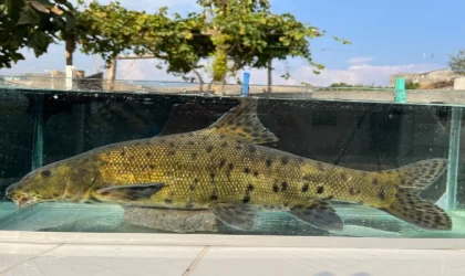 Canlı ‘leopar sazanı’, sonunda buldular