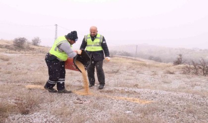 Elazığ Belediyesi yaban ve sokak hayvanları için çalışma başlattı