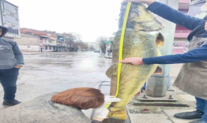 Elazığda ağa takılan yaklaşık 2 metrelik dev turna şaşırttı: tam 28 yaşında