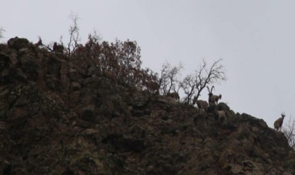 Elazığda yaban keçisi envanter çalışması yapıldı