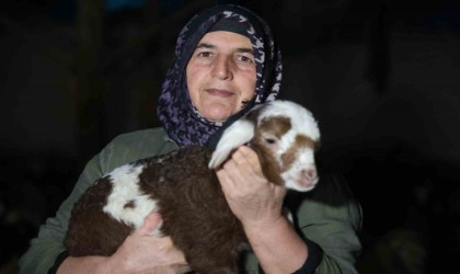 Elazığda yeni yılın ilk kuzuları dünyaya geldi