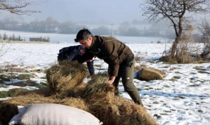 Karla kaplı yaylaya yılkı atları için yem bıraktılar