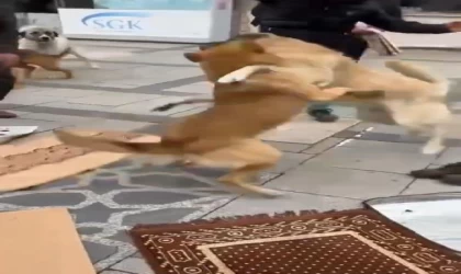 Kavga eden köpekler cemaatin arasını daldı; o anlar kamerada