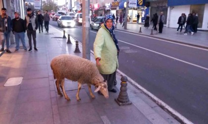 Kızı gibi baktığı koyunu peşinden ayrılmıyor