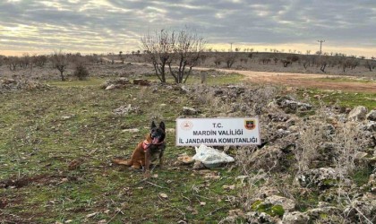 Mardinde jandarmanın dikkati hain tuzağı bozdu