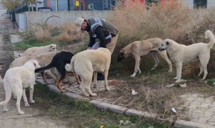 Sokak hayvanlarının can dostu HAYDİ polisleri: Onlarcasını elleriyle beslediler