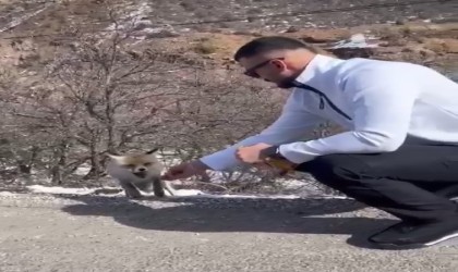 Tilkiye elleriyle çubuk kraker yedirdi