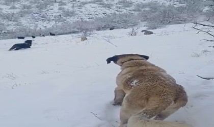 Tokatlı çobanın zorlu kış mesaisi