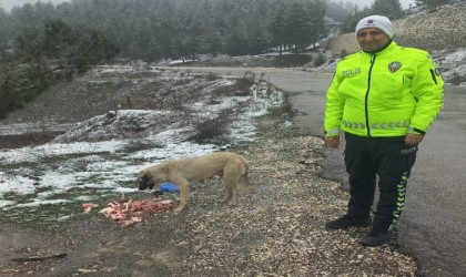 Trafik polisleri sokak hayvanlarını besledi