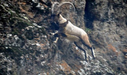 Tuncelide karlı zirvelerde yiyecek arayan yaban keçileri görüntülendi