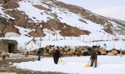 Yüksekova’da besicilerin zorlu kış mesaisi