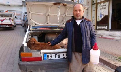 Arabasının bagajında veterinere götürdüğü buzağısının tedavisi bitene kadar başından ayrılmadı