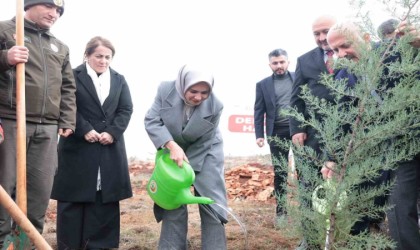 Bakan Göktaş deprem şehitleri adına fidan dikti