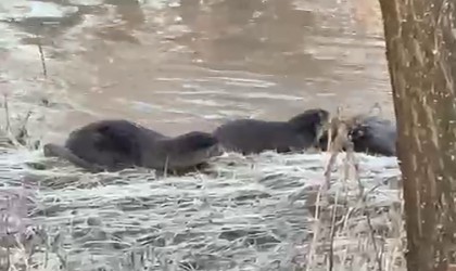 Biri bile görülemezken üçü bir arada görüntülendi