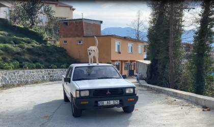 Bu köpeğin en büyük tutkusu kamyonetin tavanında yolculuk etmek