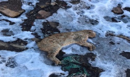 Gümüşhanede kuyruğu ve kulakları kesilerek boş araziye atılan kedi tepkilere neden oldu