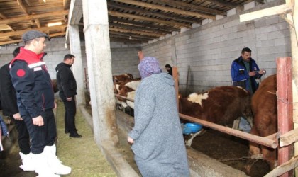 Iğdırda hayvan aşılama çalışmaları devam ediyor