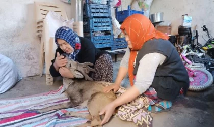 Köpeklerin saldırdığı karacayı köylüler kurtardı