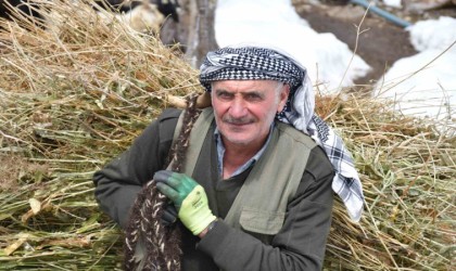 Şırnakta besiciler yemleri sırtlayarak hayvanlarını besliyor