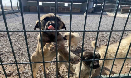 Sokak hayvanlarının yeni yuvası: Pet-i Bor