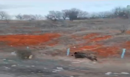 Tokatta aç kalan domuz kent merkezine indi