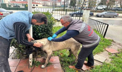 Vizede kedi, köpek ve gelincikler kayıt altına alınıyor