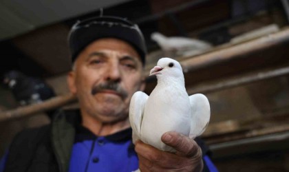 40 yıldır kumrularla çocuk gibi ilgileniyor