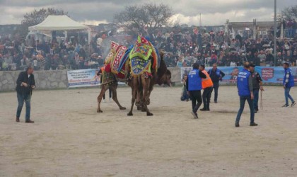 Ayvacıkta 6. Geleneksel Deve Güreşleri Festivali düzenlendi