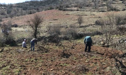 Batmanda imece usulü bağ budama