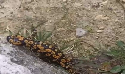 Batmanda nesli tehdit altında olan sarı benekli semender görüldü