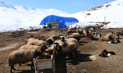 Bu yıl yüzlerce koyun ikiz doğurdu