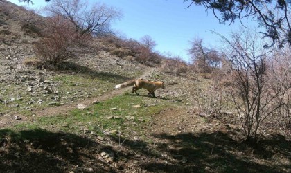 Erzincanda yaban hayatı fotokapanlara yansıdı