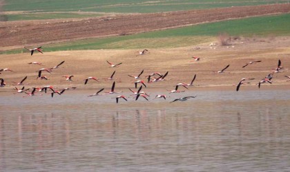 Flamingo akını bozkırı renklendirdi