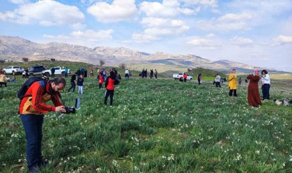 Gegrerdeki doğal nergis tarlasına ziyaretçi akını