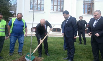 Hazine ve Maliye Bakanı Mehmet Şimşek Bilecikte çınar fidesi dikti