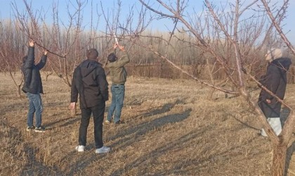 Iğdırda meyve ağaçlarında budama başladı