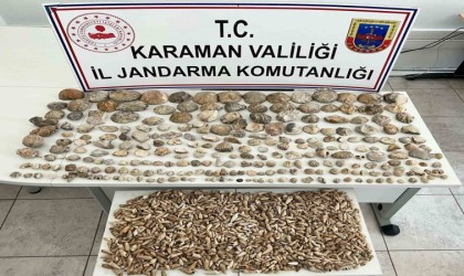 Karamanda bin 780 adet bitki ve hayvan fosili ele geçirildi