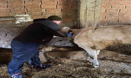 Kırklarelinde bruselloz hastalığına karşı aşılama