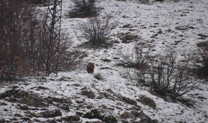 Kış uykusundan uyandı, kışa yakalandı