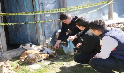 Evinde baygın halde bulundu, beslediği 36 kedisi sahipsiz kaldı