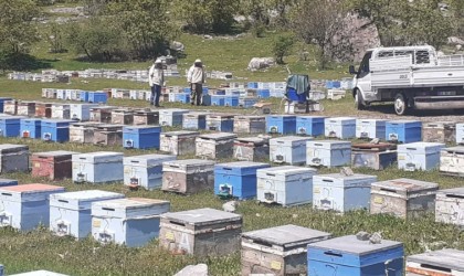 Hakkaride bal üretim sezonu başladı